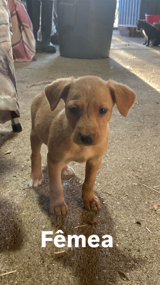 Cachorros para adoção