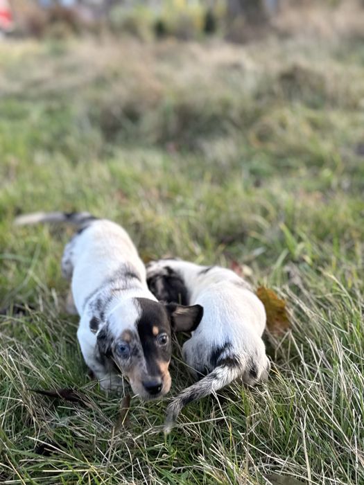 Jamnik króliczy/ miniaturowy suczka