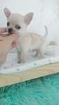 Śliczny chihuahua Vito