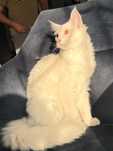 Kocurek Maine coon  opcaj Hodowlana FPL