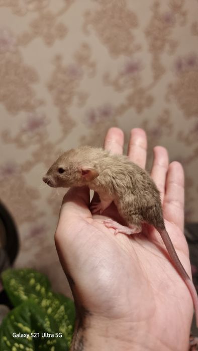 Крыса рекс шоколад девочка