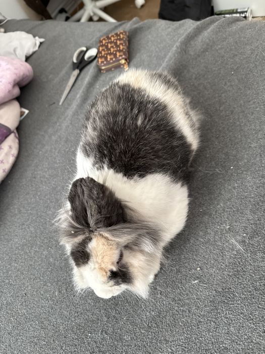 Krolik Lionhead