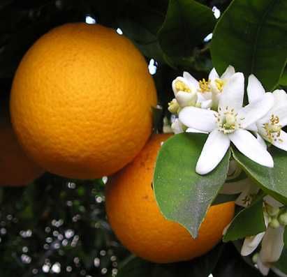 Árvore Orangequat Com fruta - Muito raro neste tamanho XXL