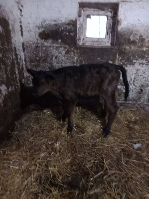 Cielak jałoszka limousine