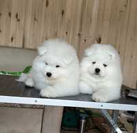 Szczenię Samoyed