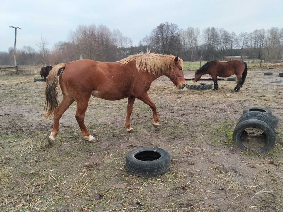 likwidacja stada- konie