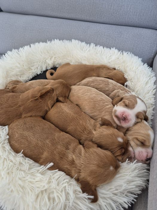 Cockapoo f1 Cocker spaniel & Pudel