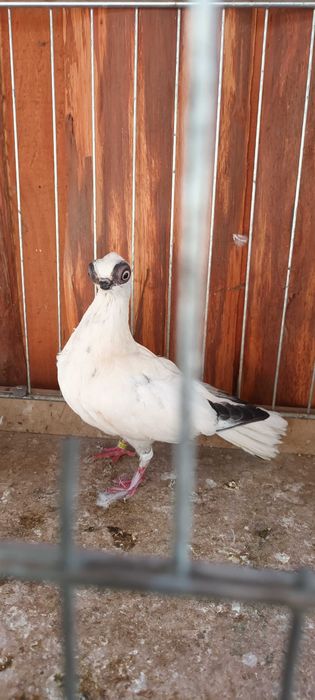 Gołebie ozdobne szek polski staluchy masciuchy