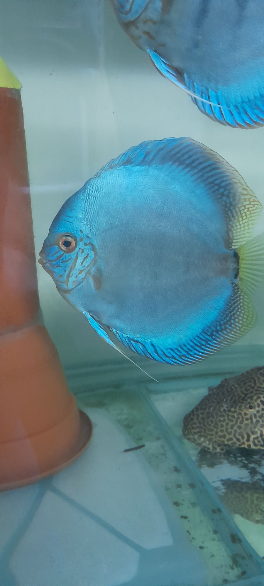 Cobalt blue 5-6cm. Wysyłka