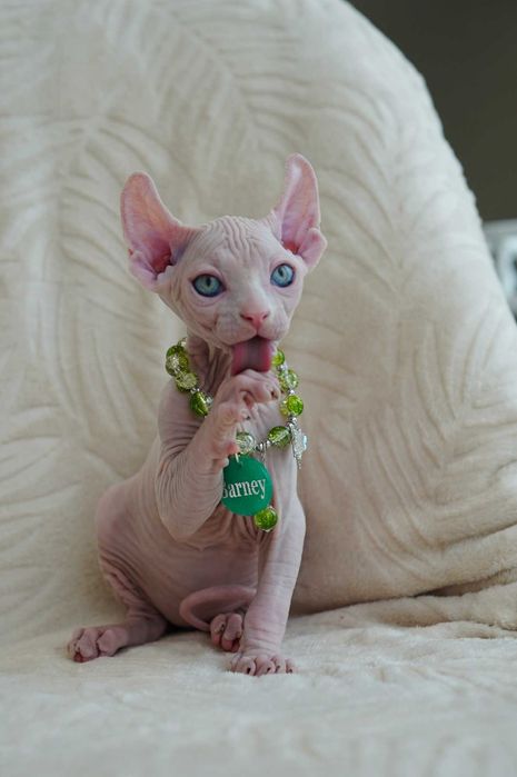 Барні хлопчик породи Ельф