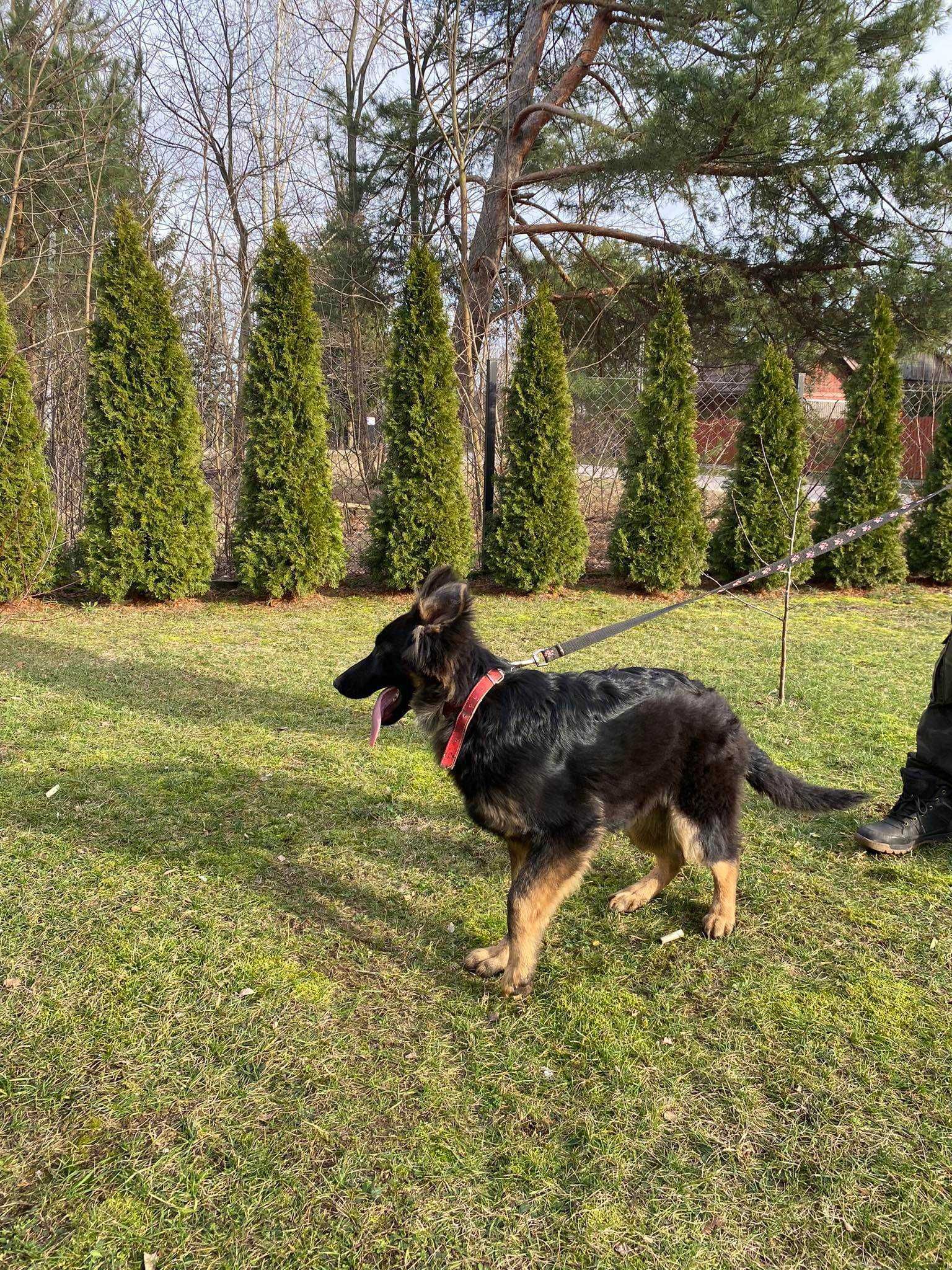 Owczarek Niemiecki długowłosy czarno podpalany piesek