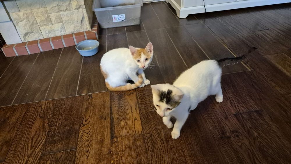 Oddamy kotki  za darmo