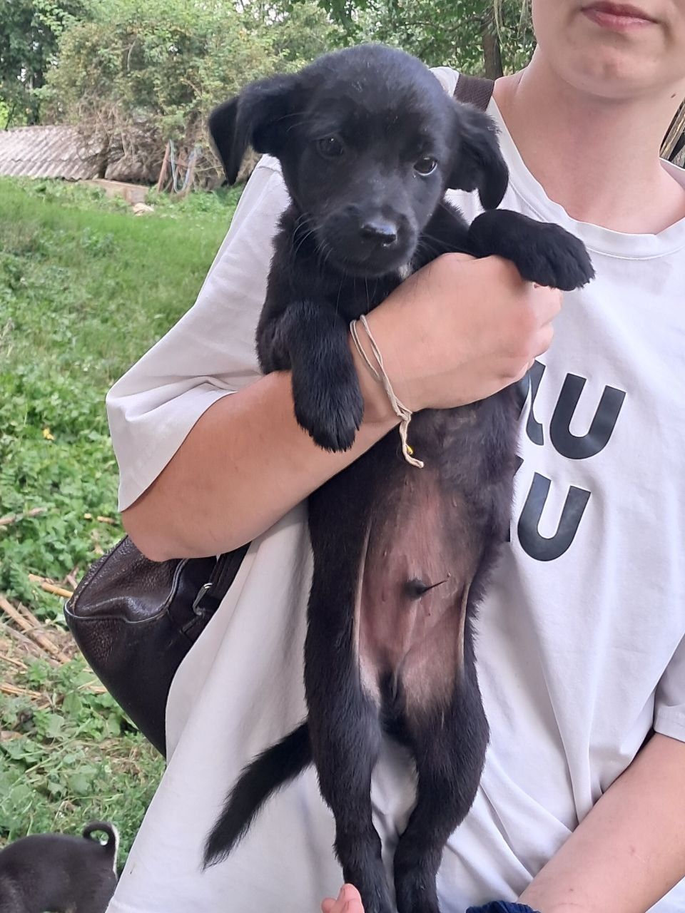 Відаємо безкоштовно цуценята