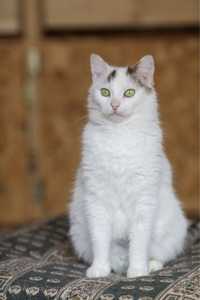 Кошка Манка 1 год, ручная ласковая кошечка, котенок