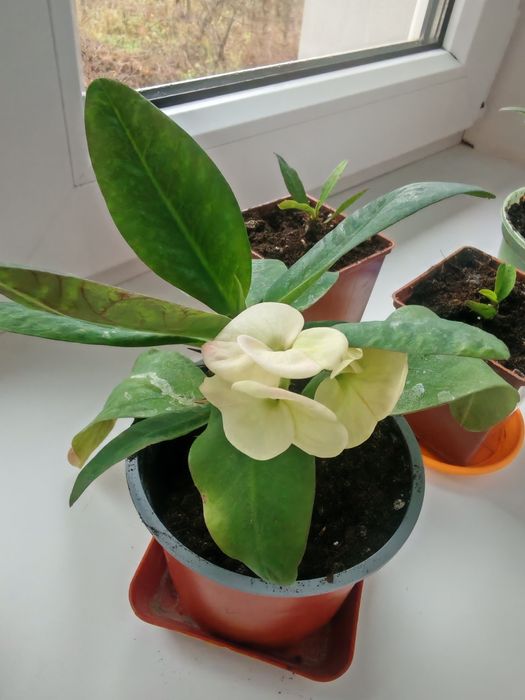 Молочай міля червоний та білий