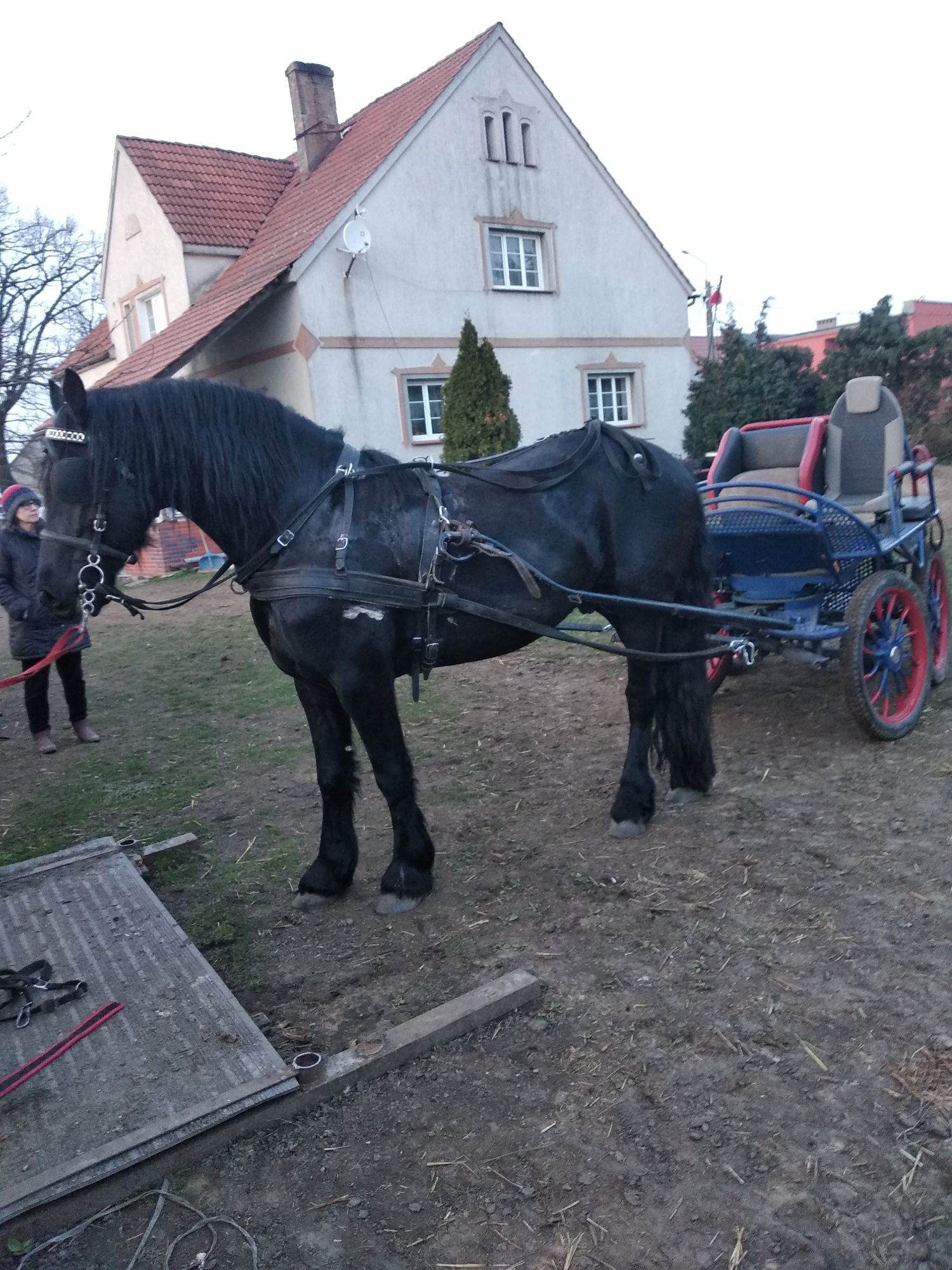 Ogier rasy fryzyjskiej czeka na klacze