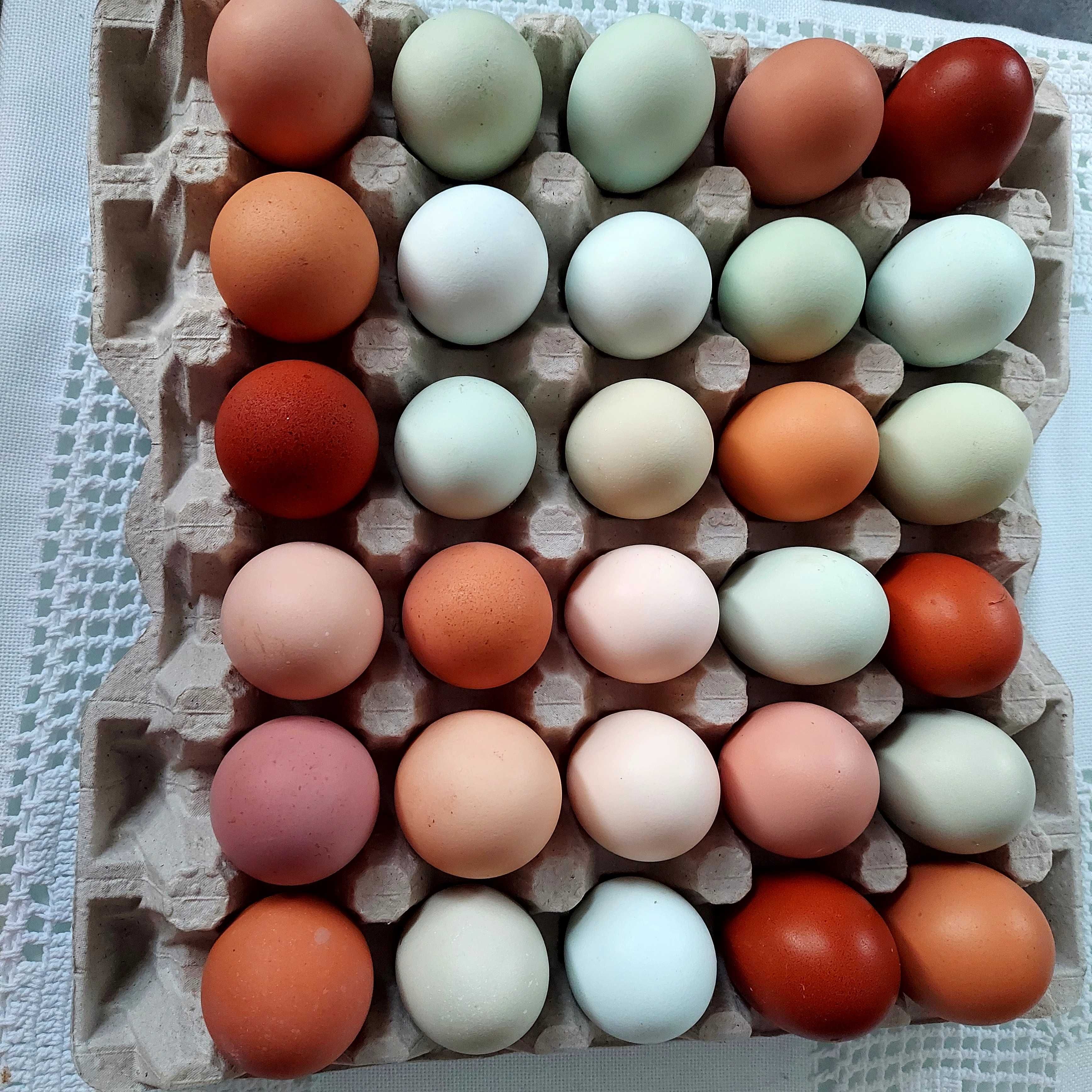Jaja lęgowe kur mix ras Araucany,Zielononóżki,  Rosa, Czubatka, Marans