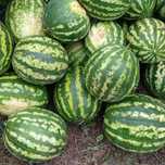Продам Кавун с поля