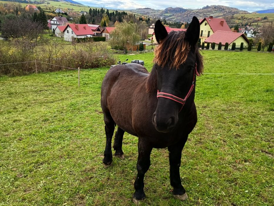 Ogierek Gniady 15 miesięcy