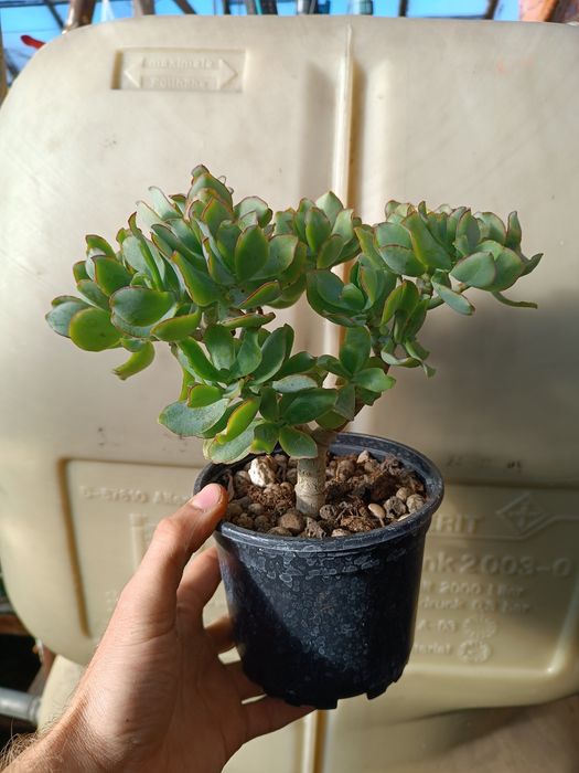 Grubosz Curly green don