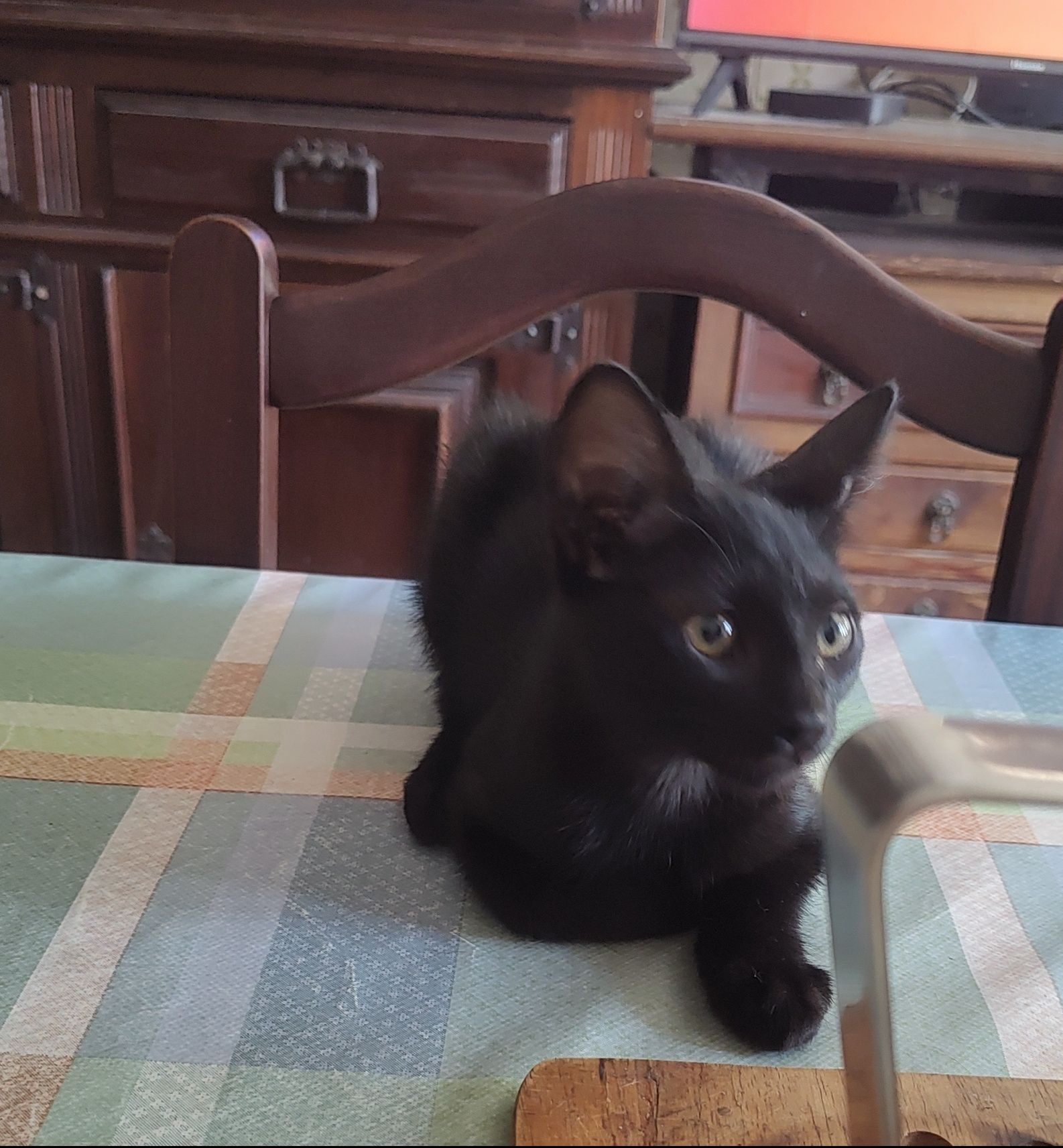 Dá-se gatinha 2 meses