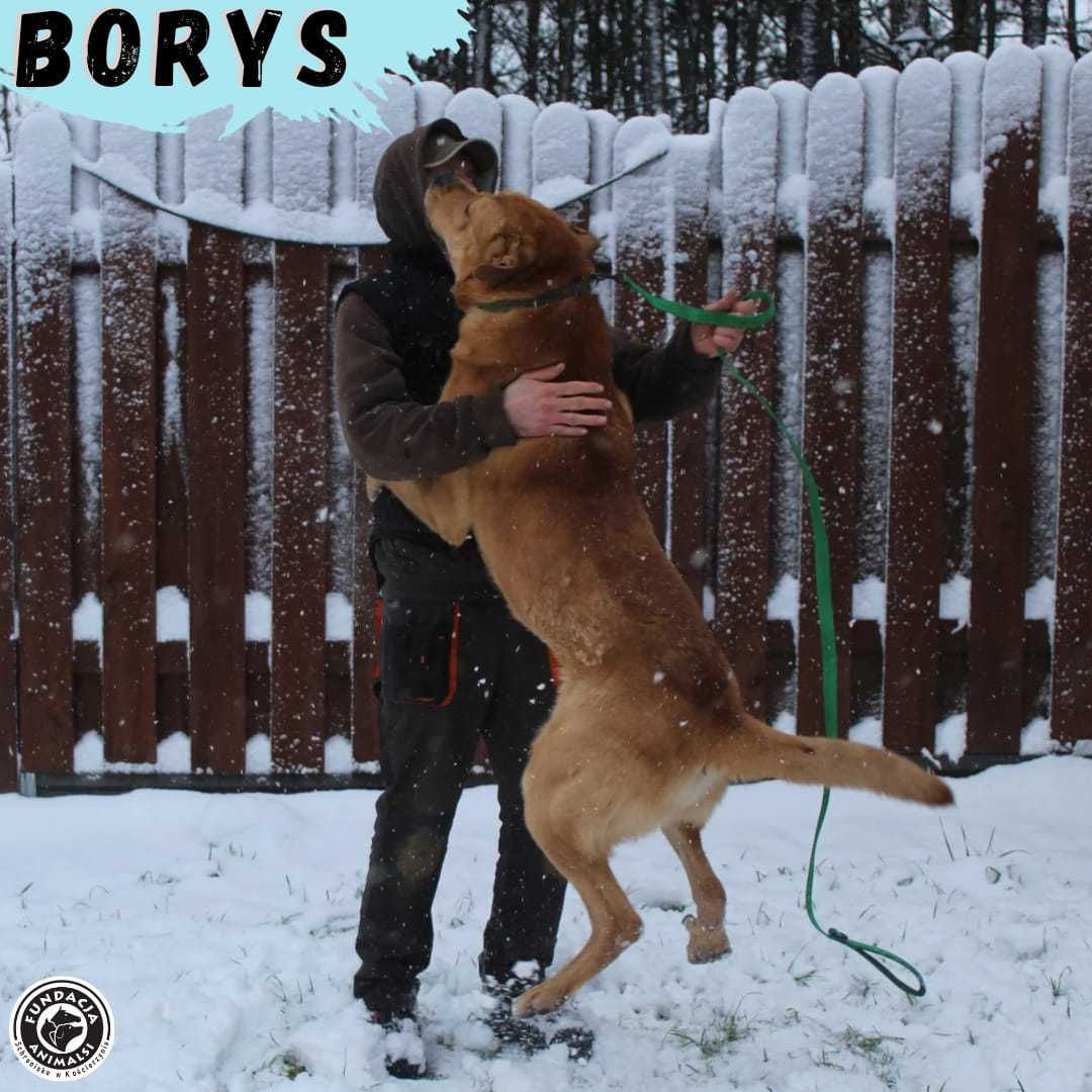 BORYS - duży pies o jeszcze większym sercu