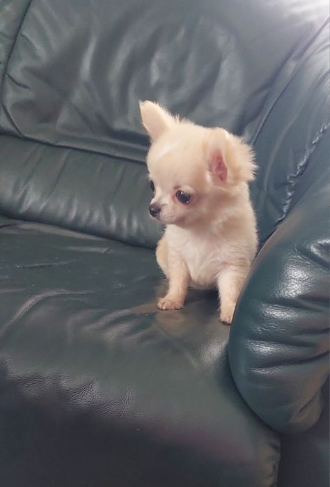 Długowłosy piesek chihuahua
