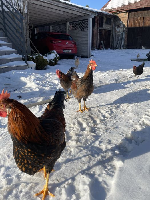 koguty włochy sprzedam