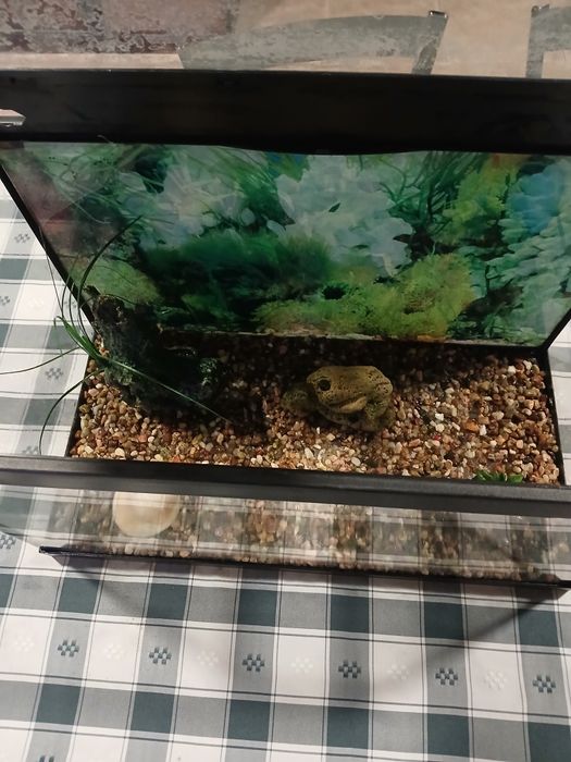 Aquario peixe ou tartaruga