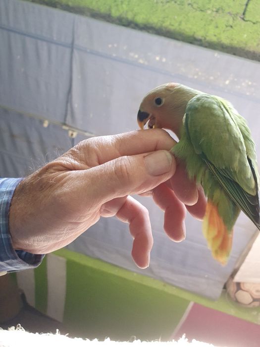 Agapornis domesticado conforme foto.
