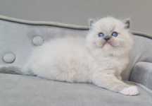 Kocurek Ragdoll Blue Mitted z rodowodem