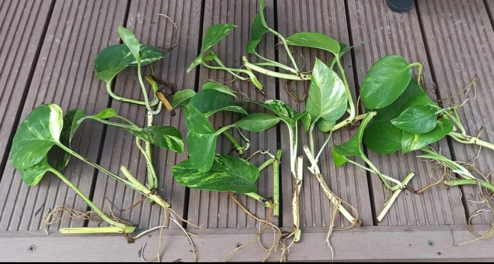 Sadzonki Epipremnum ukorzenione