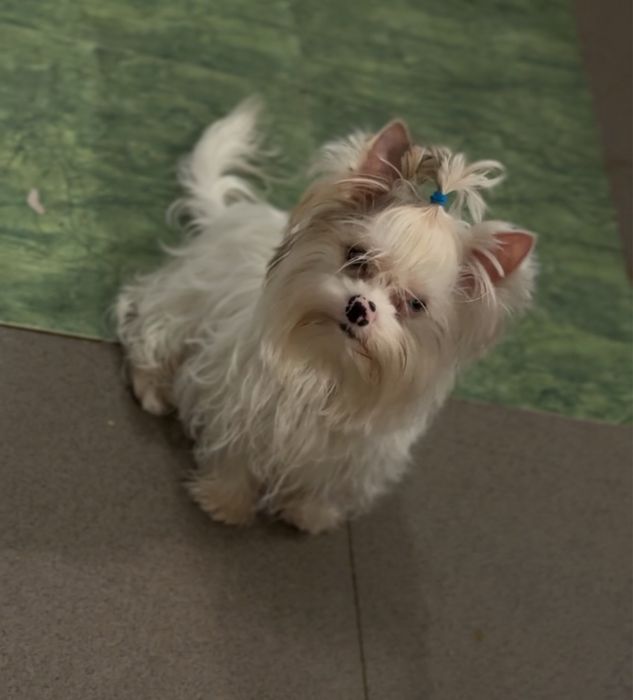 Мальчик Белый йорк шокобери биро бивер мини