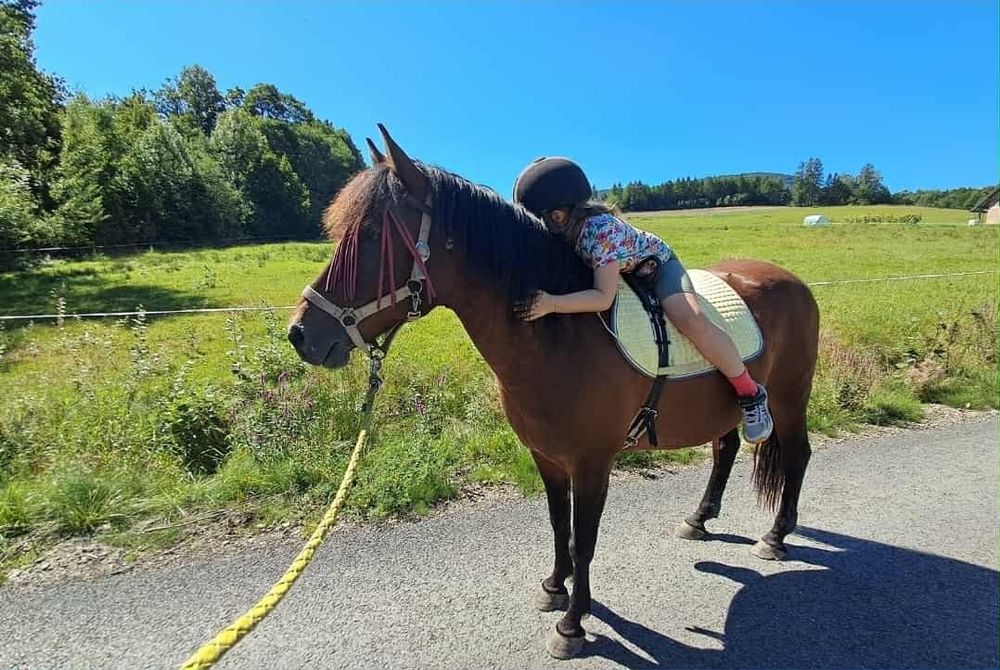 kuc wałach rekracja/hipoterapia