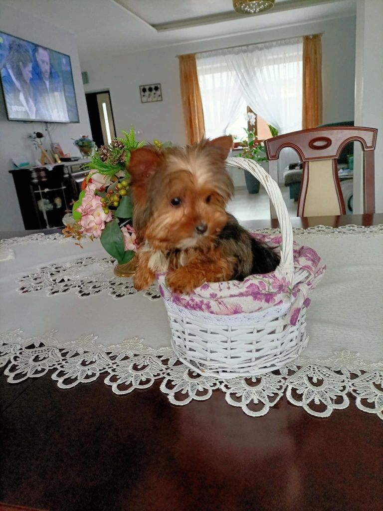 Yorkshire terrier sunia