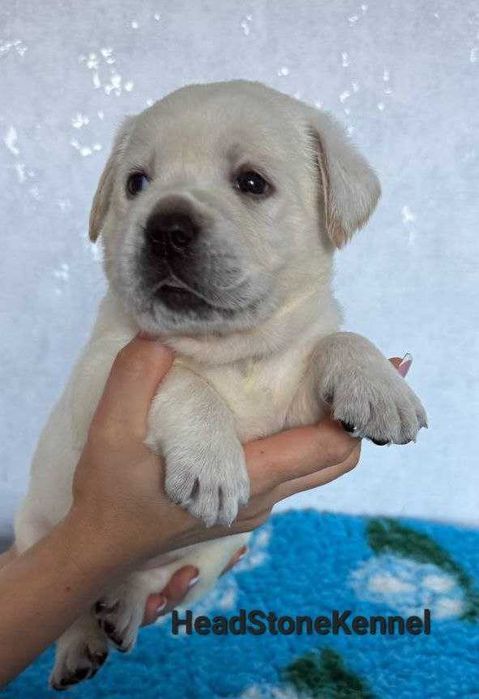 Лабрадор ретривер Щенки