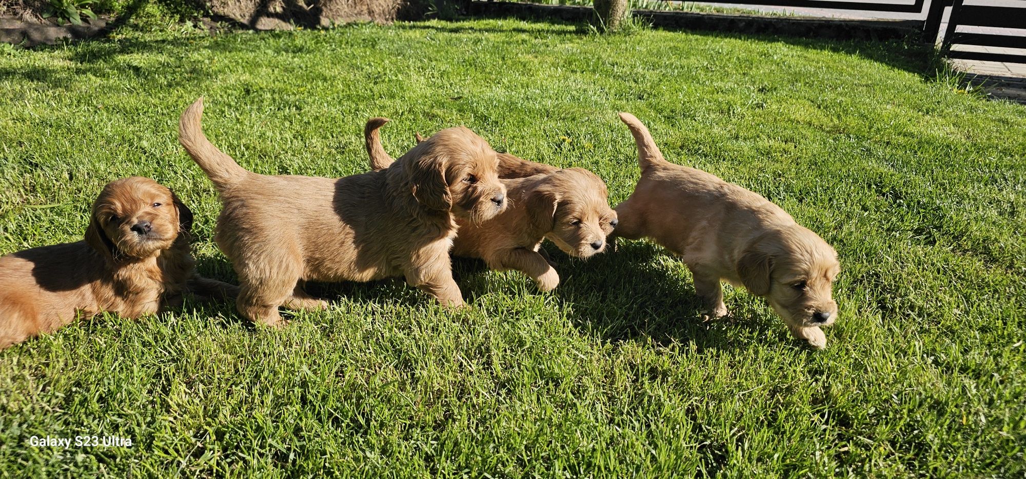 Goldendoodle f1 suczka standard i mini