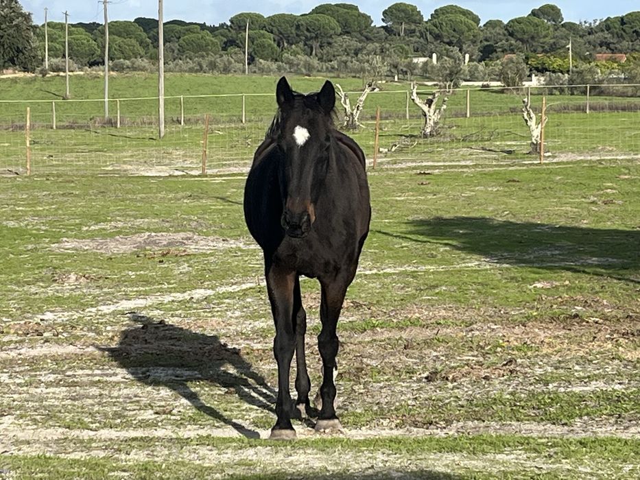Venda égua Puro Sangue Inglês