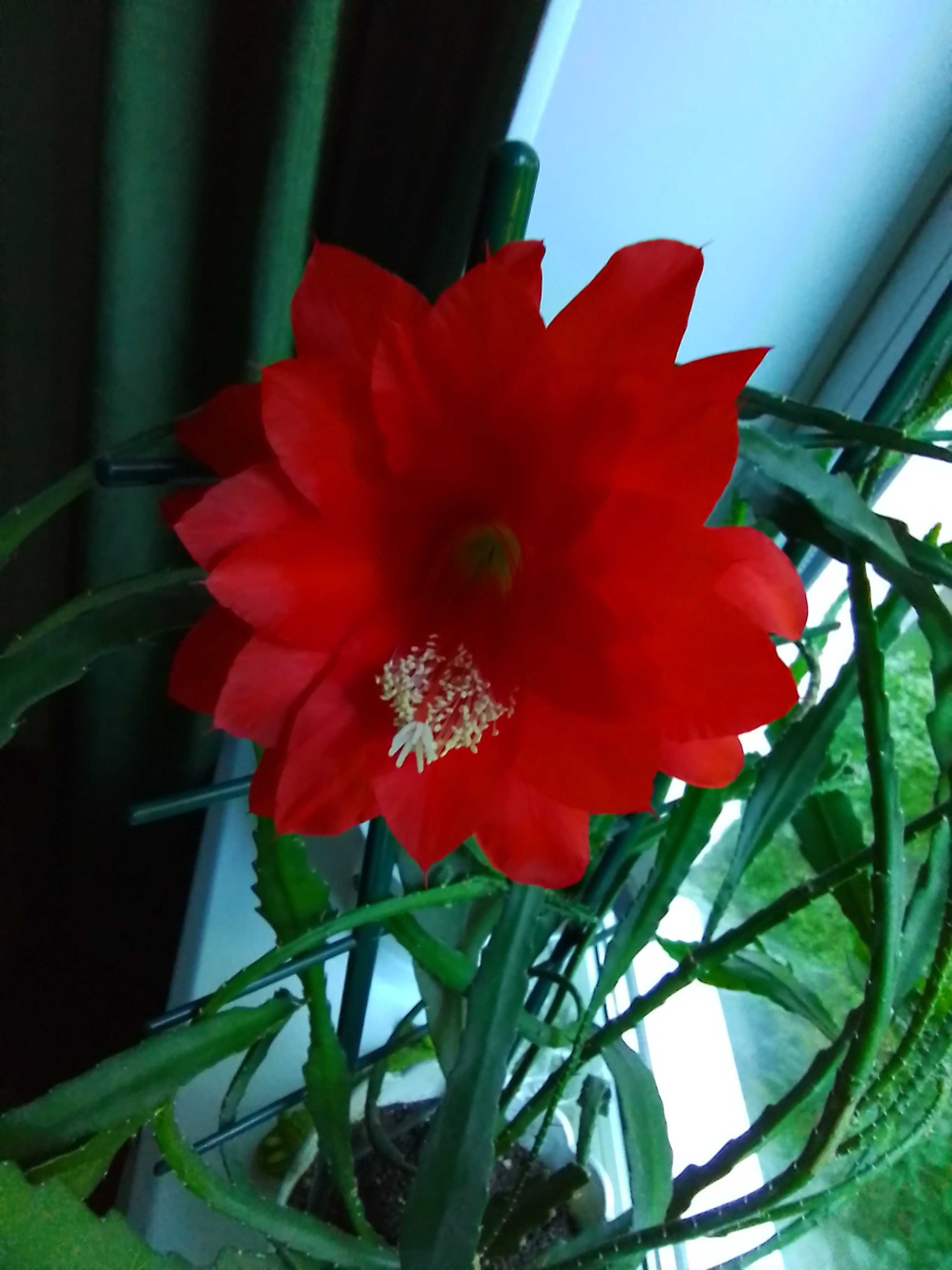Кактус Эпифилиум (красные цветы) в большом горшке