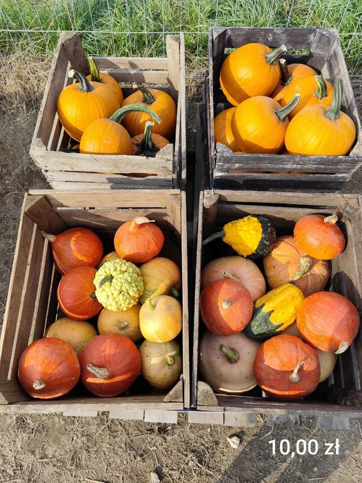 Dynie ozdobne i jadalne