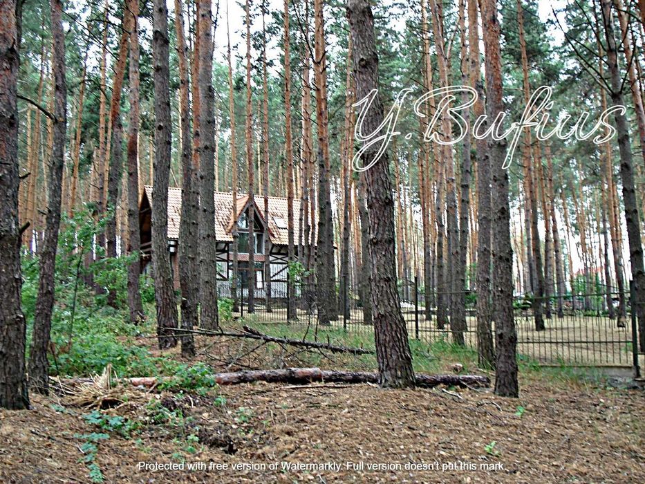 Одеський шлях. В. Салтанівка. Ділянка в сосновому лісі 25 с.