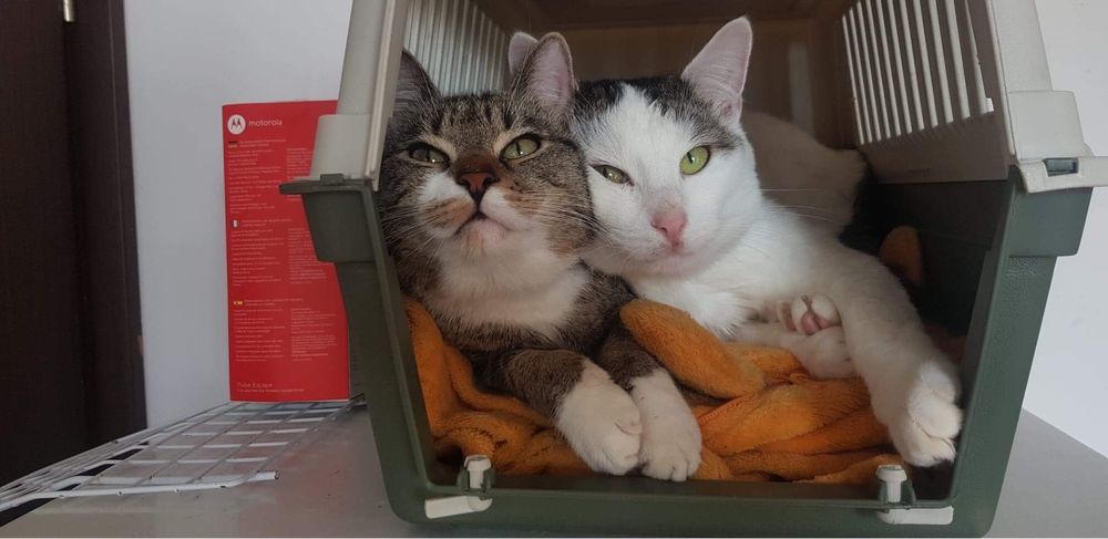 Zaginął kot w Kolonowskim