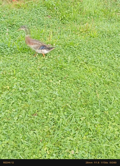 Sprzedam kaczora biegusa