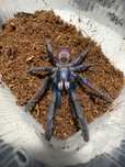 Cilantica devamatha (ex haploclastus ) samica 2dc