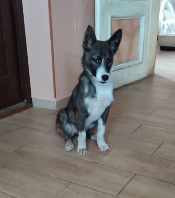 Отдам даром в добрые руки щенка