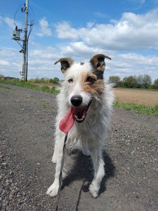 Teddy szorściak do adopcji