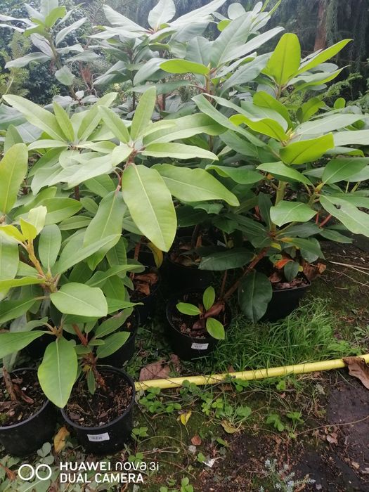 Рододендрон Аркадіус, Емануела, Дотелла Акція, великі