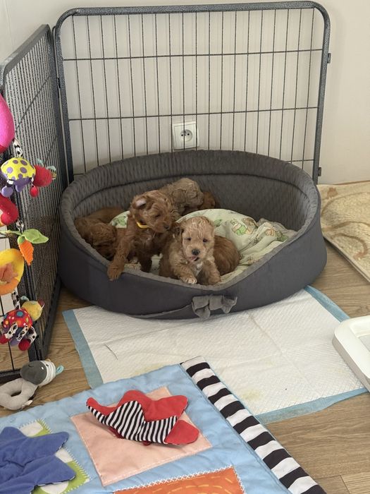 Urocza sinia Maltipoo / Poochon/Bichpoo /cavapoo/
