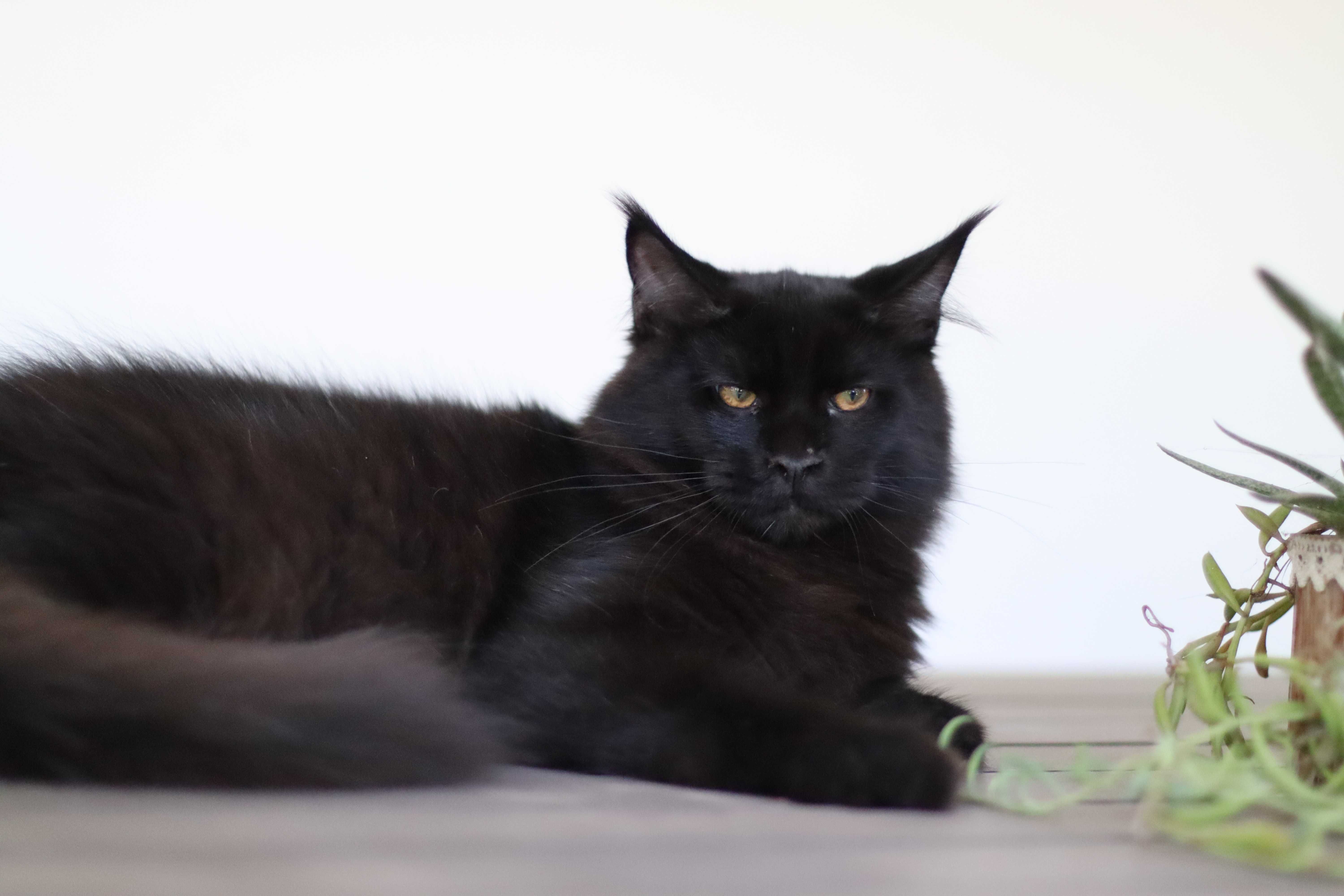 Gatinho maine coon - LOP uma autentica pantera negra