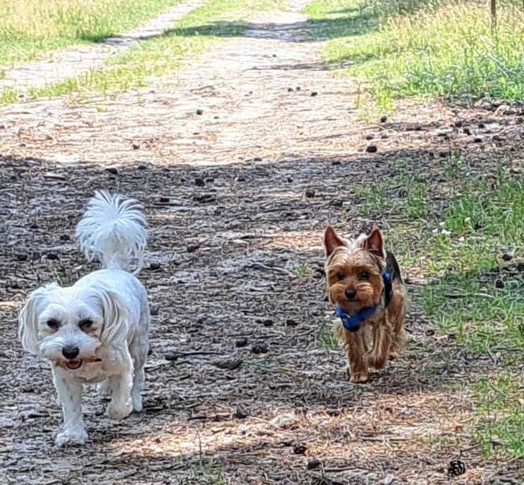 Yorkshire Terrier odchowany srebrno - złoty - Amorek - Paszport
